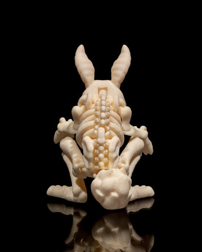 Animal Skeleton - Rabbit